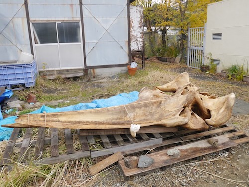 ニタリクジラの頭骨