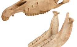 ウマの骨格標本