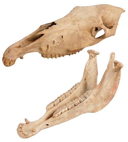 W'UP★1月6日～1月25日　新春ミニ展示「午年展」～ウマにちなんだいろいろな標本～　大阪市立自然史博物館（大阪市東住吉区）