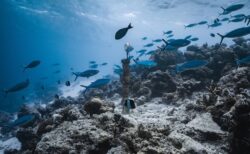 イメージフォト