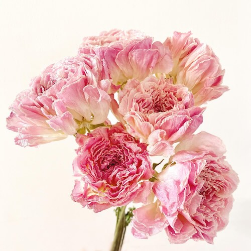 ラナンキュラスのフレッシュドライフラワー