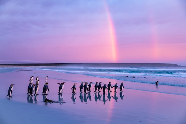 ペンギンの写真