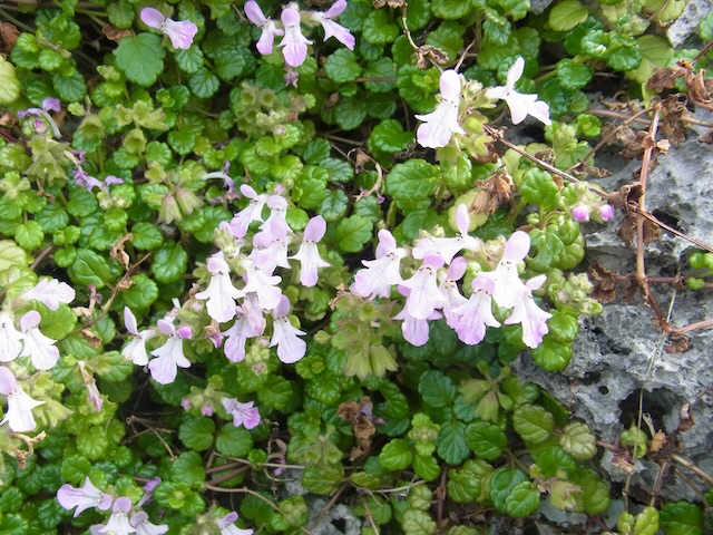 ヤエヤマスズコウジュ