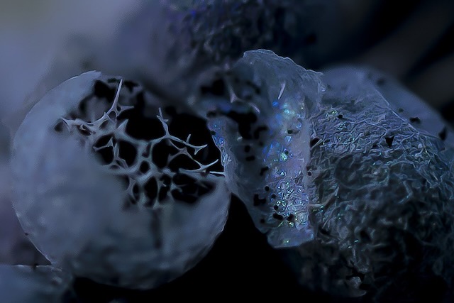 W'UP★2月6日～3月23日　岩木登写真展「南八甲田」　　キヤノンギャラリー S（港区港南）