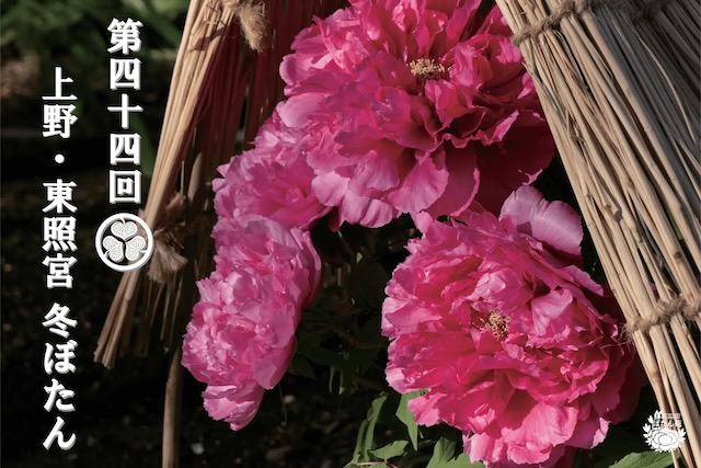 W'UP★1月1日～2月23日　第四十四回 上野・東照宮 冬ぼたん　上野東照宮ぼたん苑（台東区上野公園）