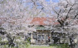 桜満開の風景写真