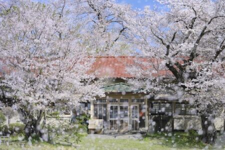 桜満開の風景写真