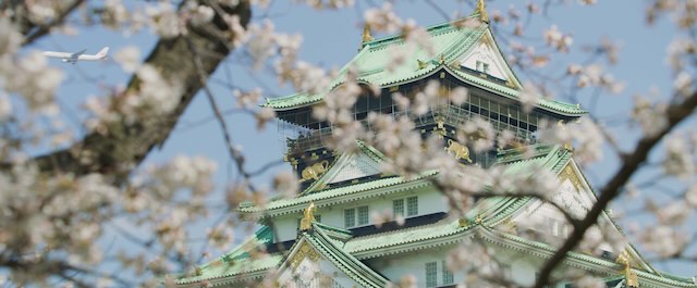 サラ‧モリス《サクラ》2018年