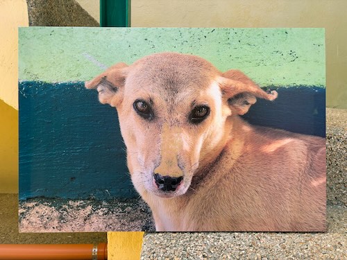 キュンチョメ《あなたの傷が癒えますように》2025年 写真