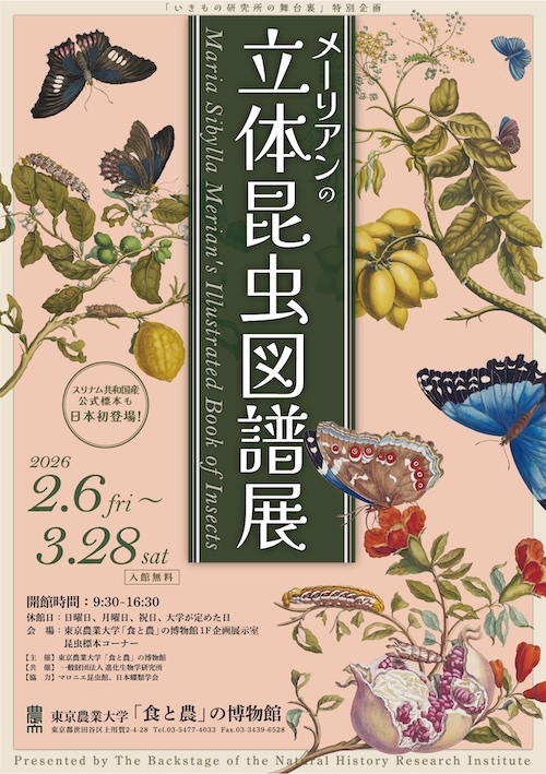 W'UP★2月6日～3月28日　メーリアンの立体昆虫図譜展　東京農業大学「食と農」の博物館（世田谷区桜丘）
