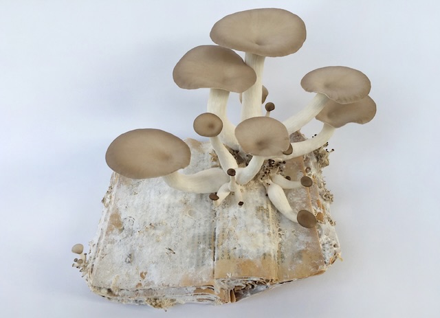 W'UP★3月12日～29日　Mycobook Kyoto, 2026 福本浩子 個展　monade contemporary｜単子現代（京都市東山区）