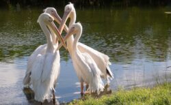 動物園のペリカンの写真