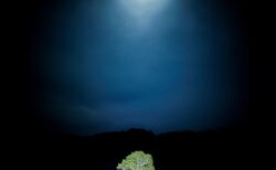 月とライトで浮かび上がる水没林